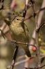 Phylloscopus collybita