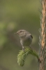 Phylloscopus trochiloides