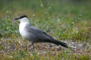 Chaluha malá (Stercorarius longicaudus)