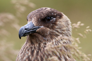 Stercorarius skua, (2019-07-13, Runde, Norway)