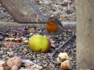 červenka obečná_Erithacus rubecula_Adolf Goebel