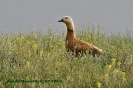 Tadorna ferruginea (M.)