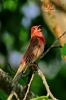 Carpodacus erythrinus