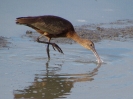 Ibis hnědý