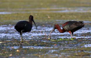 Ibis hnědý