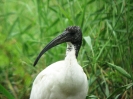 Ibis posvátný