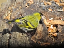 čížek lesní_Carduelis spinus_Adolf Goebel