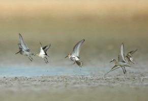 Calidris falcinellus