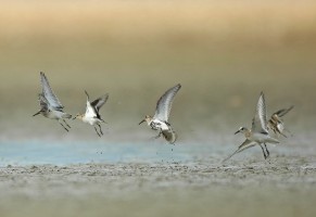 Calidris falcinellus