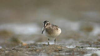 Calidris falcinellus