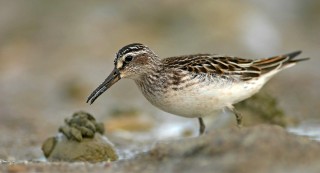 Calidris falcinellus