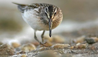 Calidris falcinellus