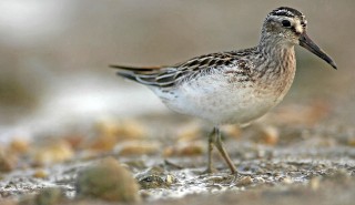 Calidris falcinellus