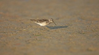 Calidris falcinellus