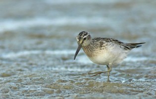 Calidris falcinellus