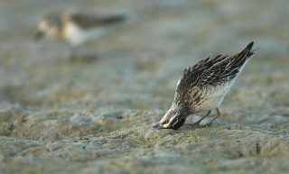 Calidris falcinellus