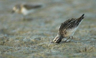 Calidris falcinellus