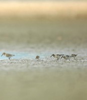 Calidris falcinellus