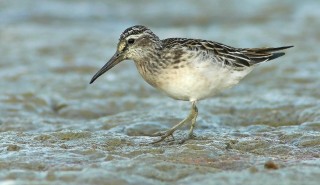 Calidris falcinellus