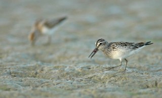 Calidris falcinellus