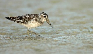 Calidris falcinellus