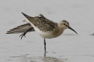 Calidris ferruginea (juv.)