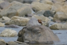 Jespák křivozobý (Calidris ferruginea)