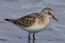 Calidris minuta (juv.)