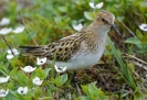 Jespák malý (Calidris minuta) 