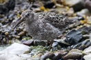 Calidris maritima