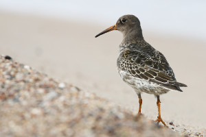 Calidris maritima (2020-09-30, Pustkowo, Poland)