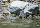 Jespák mořský (Calidris maritima)