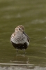 Calidris alpina (ad.)