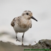 Calidris alba (ad.)