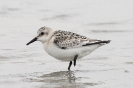 Calidris alba (juv.)