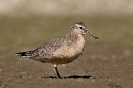 Calidris canutus juv.