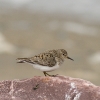 Calidris temminckii (ad.)