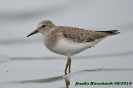 Calidris temminckii (juv.)