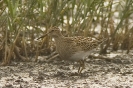 Calidris melanotos (juv.)