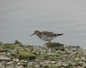 Jespák skvrnitý (Calidris melanotos)