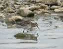 Jespák skvrnitý (Calidris melanotos)