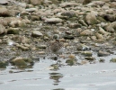 Jespák skvrnitý (Calidris melanotos)