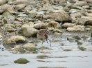 Jespák skvrnitý (Calidris melanotos)