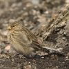 Carduelis flavirostris