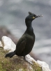 Phalacrocorax aristotelis