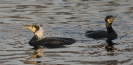 Phalacrocorax carbo