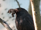 kos černý - Turdus merula_autor Adolf Goebel