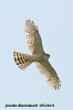 Accipiter brevipes (F.)