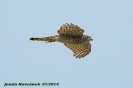 Sparrowhawk