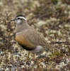 Charadrius morinellus